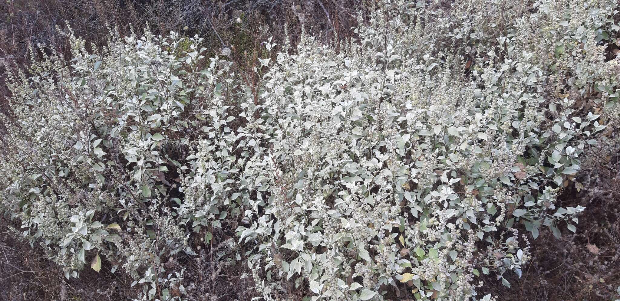 Image of San Diego bur ragweed