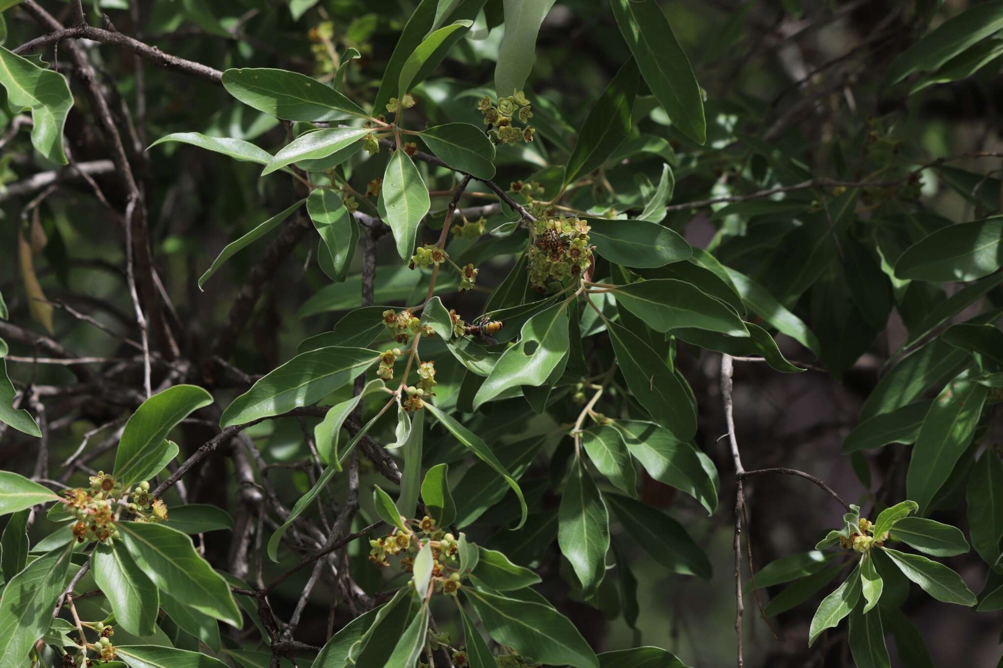 Lophostemon grandiflorus (Benth.) P. G. Wilson & J. T. Waterhouse的圖片