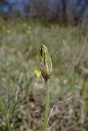 Image of Scorzonera mollis subsp. mollis