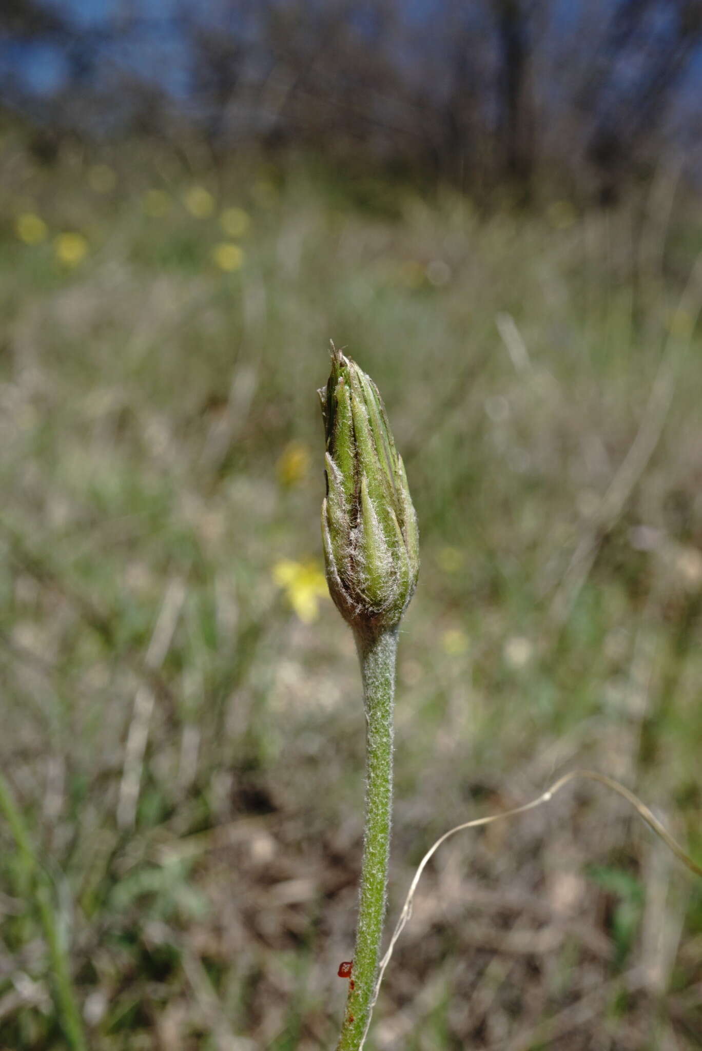 Слика од Scorzonera mollis subsp. mollis