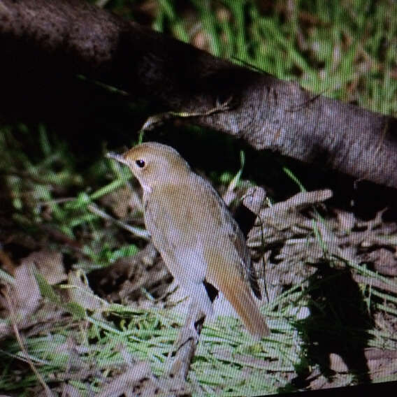 Image of Hermit Thrush