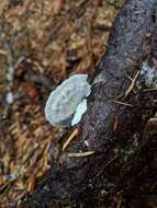 Image de Polypore bleuté