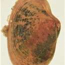Image of Eupera ferruginea (F. Krauss 1848)