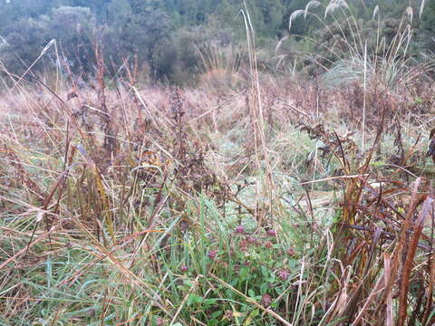 Image of common selfheal