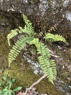 Image of blackstem spleenwort