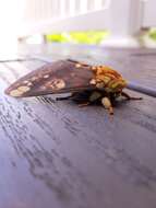 Image of Citheronia hamifera Rothschild 1907