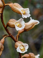 Image of Potato orchid