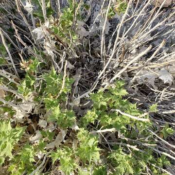 Image of hollyleaf bur ragweed