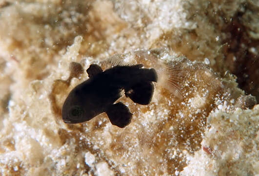 Image of Sailfin cardinalfish