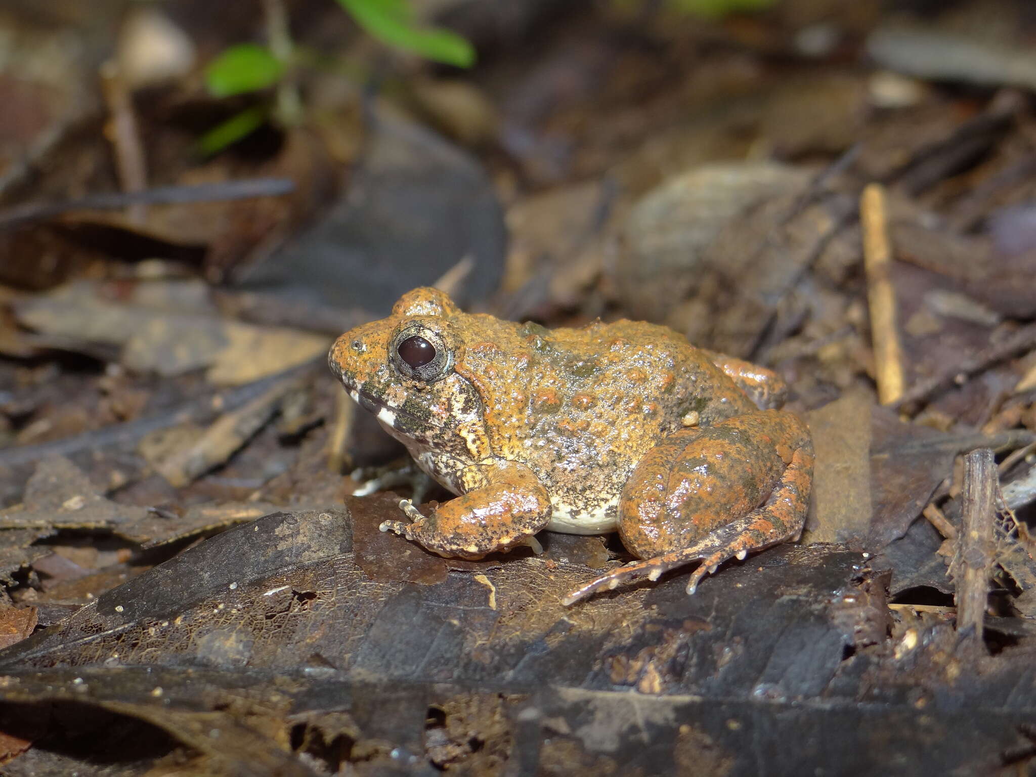 Imagem de Minervarya rufescens (Jerdon 1853)