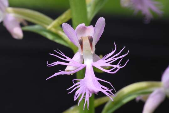 Слика од Platanthera keenanii P. M. Br.