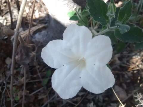 Image of Ruellia hirsutoglandulosa (Oerst.) Hemsl.