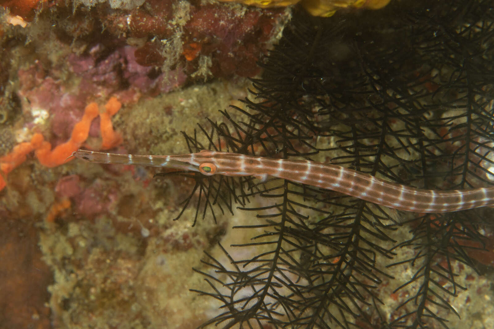 Image of trumpetfishes