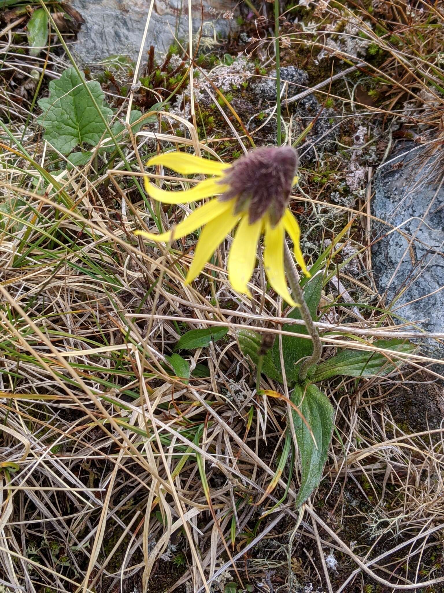 Image of nodding arnica