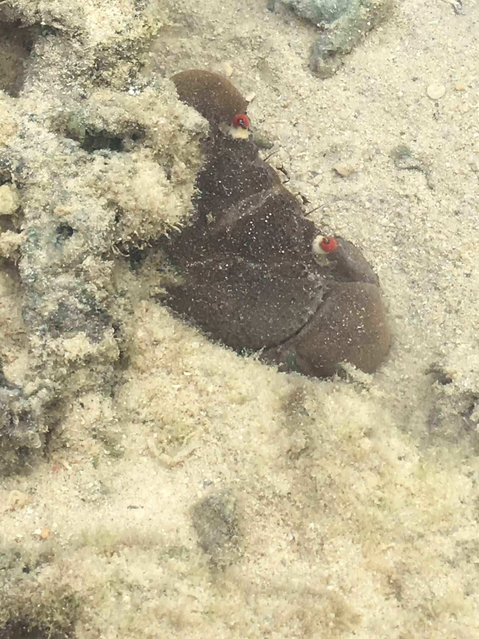 Image of smooth redeye crab