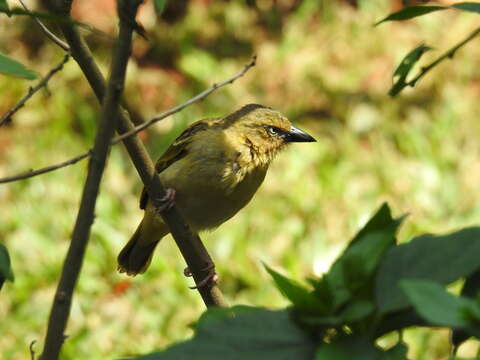 Image of Northern Brown-throated Weaver