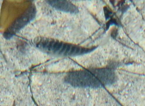 Image of Zebra perch