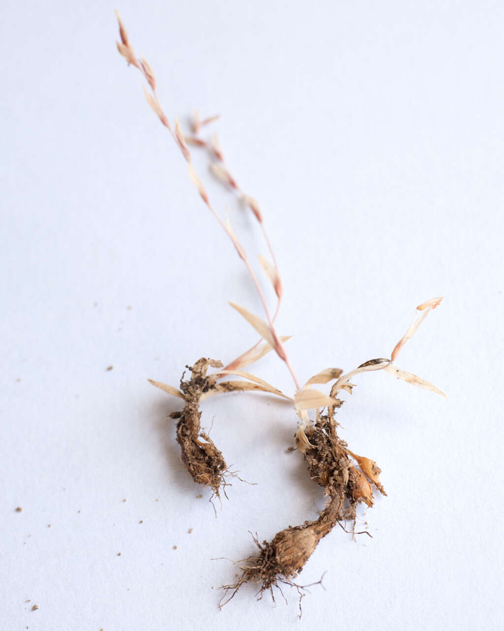 Geissorhiza bolusii Baker的图像