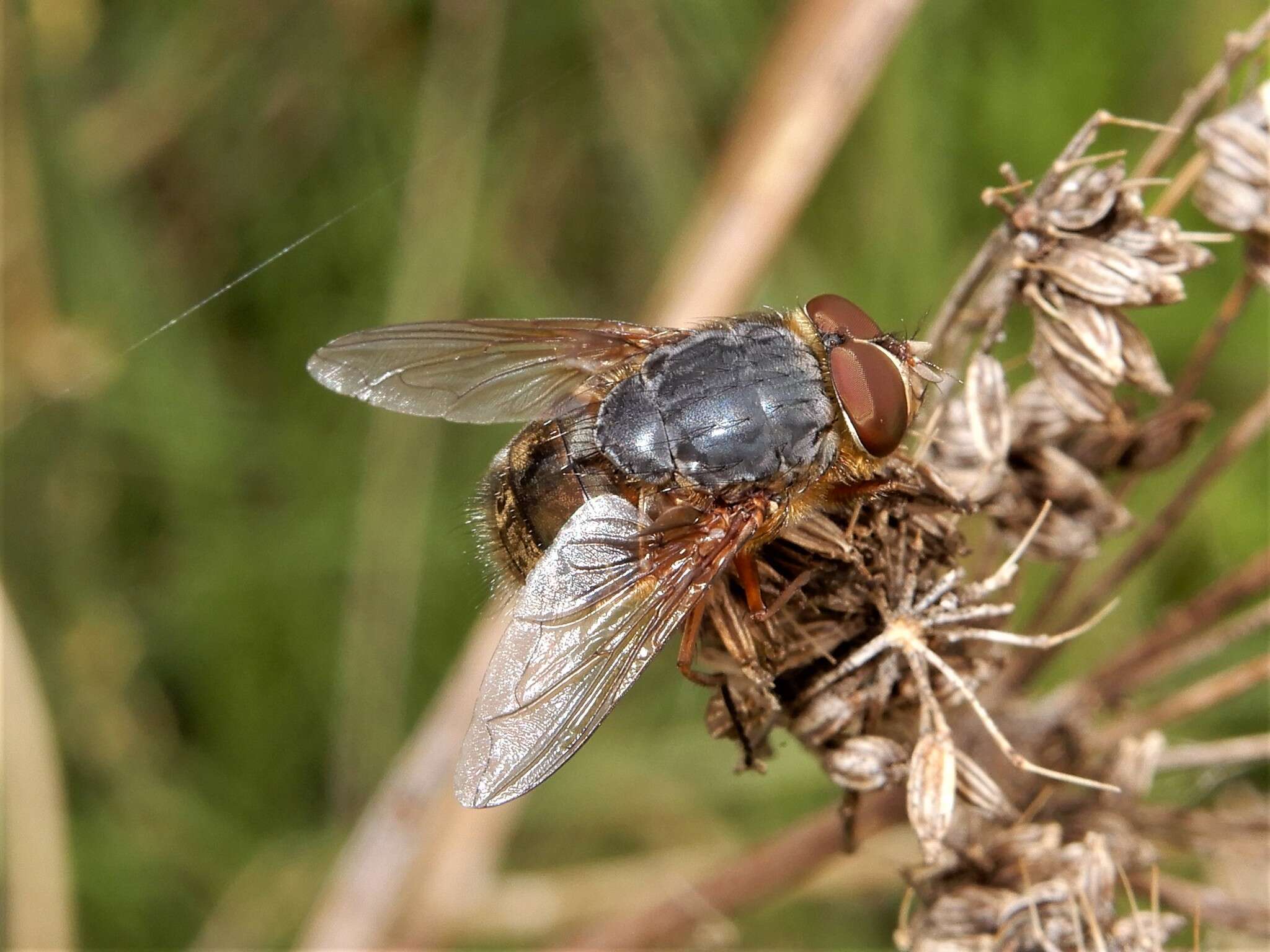 Image of Calliphora stygia (Fabricius 1781)