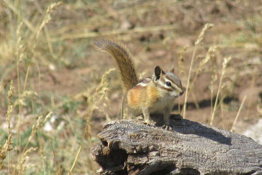 Image of Colorado Chipmunk