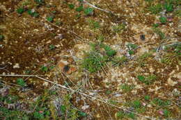 Image of Alaskan Fritillary