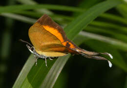 Image of Yasoda tripunctata (Hewitson 1863)