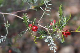 Image of Dodonaea sinuolata subsp. acrodentata J. G. West