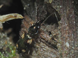 Imagem de Bembidion (Bembidion) quadrimaculatum (Linnaeus 1760)