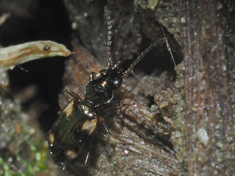 Image of Bembidion (Bembidion) quadrimaculatum (Linnaeus 1760)