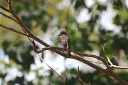 Image of Puerto Rican Flycatcher