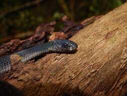 Image of Malayan Slug Snake