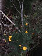 صورة Pultenaea muelleri Benth.