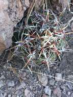 Image of Thelocactus bicolor subsp. heterochromus (F. A. C. Weber) Mosco & Zanov.