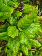 Image of Viburnum treleasei Gand.