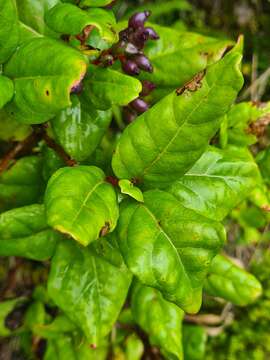 Image of Viburnum treleasei Gand.