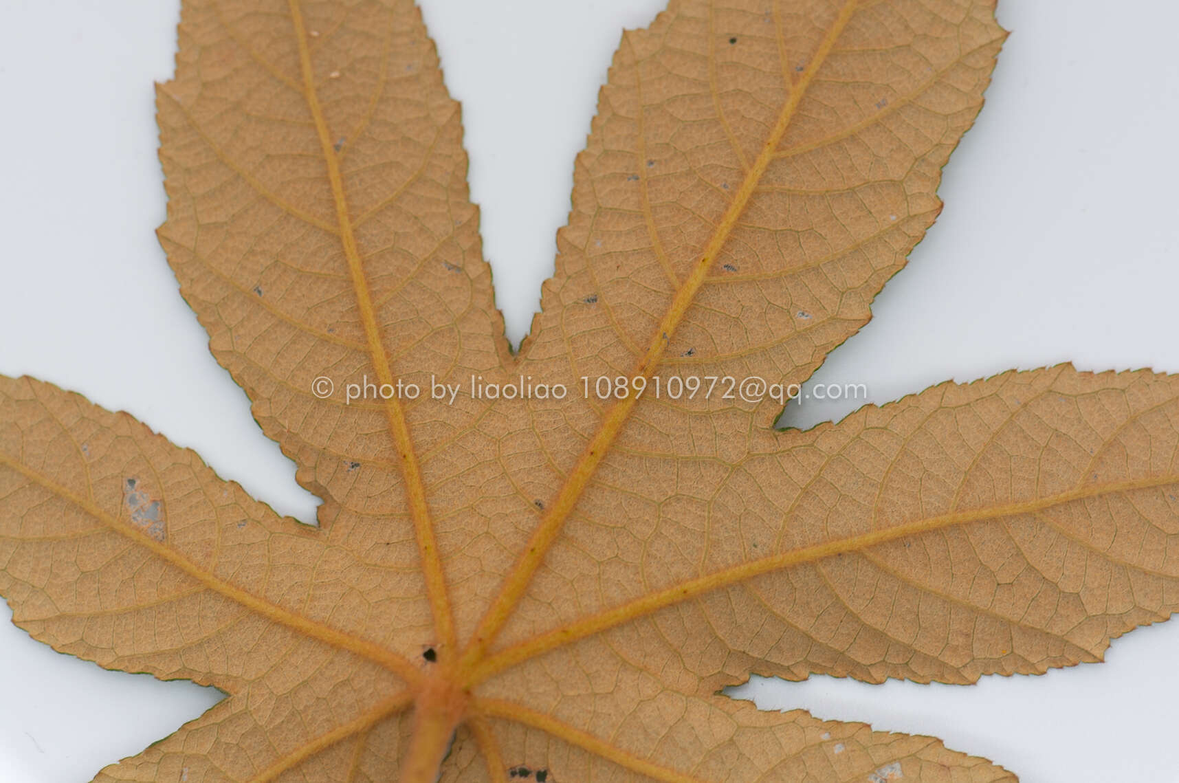 Image of Rubus reflexus var. lanceolobus F. P. Metcalf