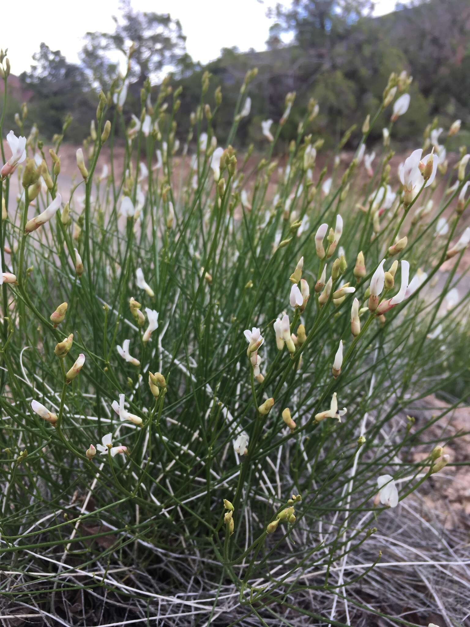 Image of San Rafael milkvetch