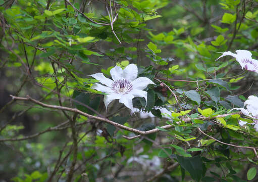 Image of Clematis