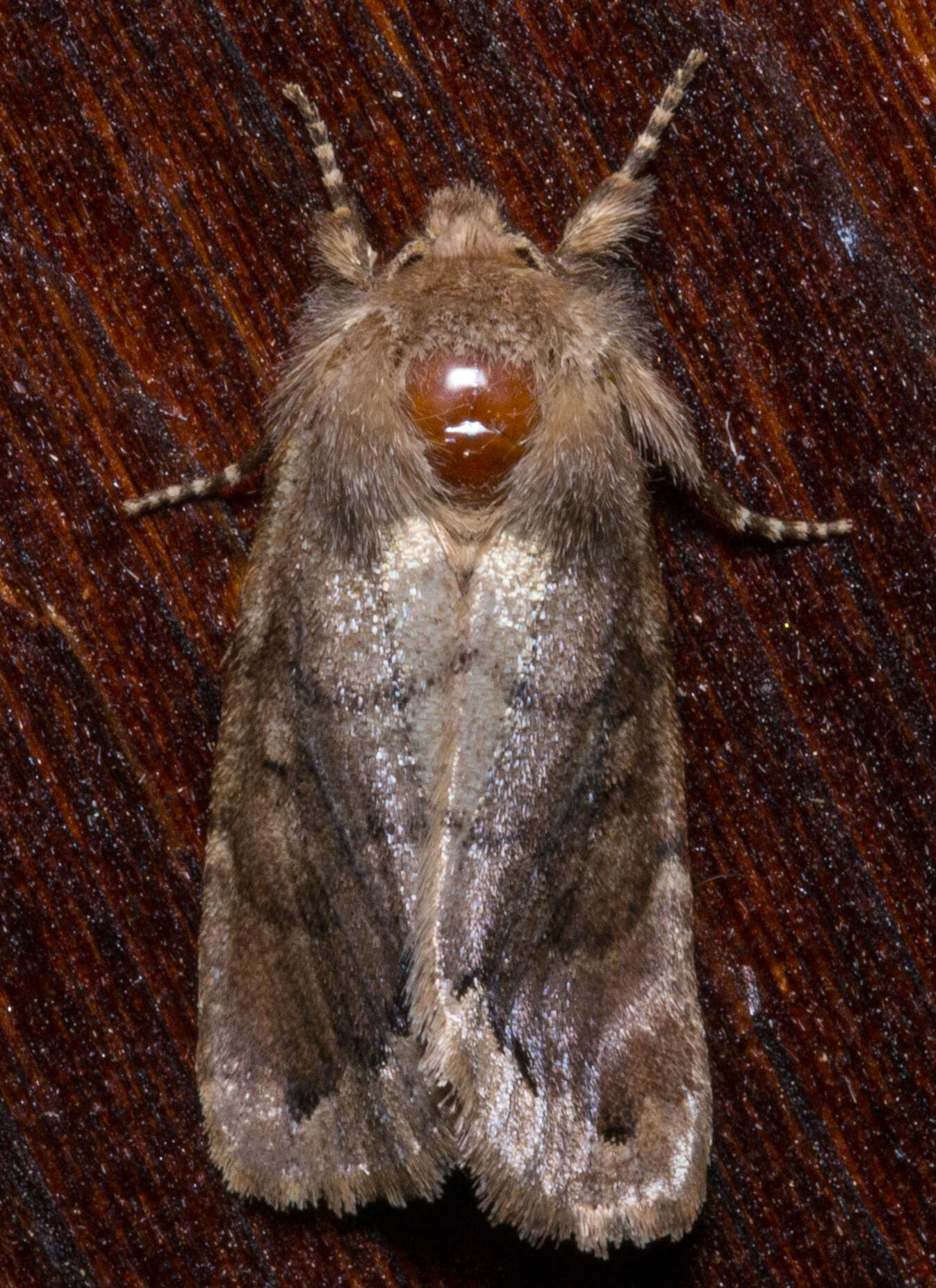 Image of Orthosia garmani Grote 1879