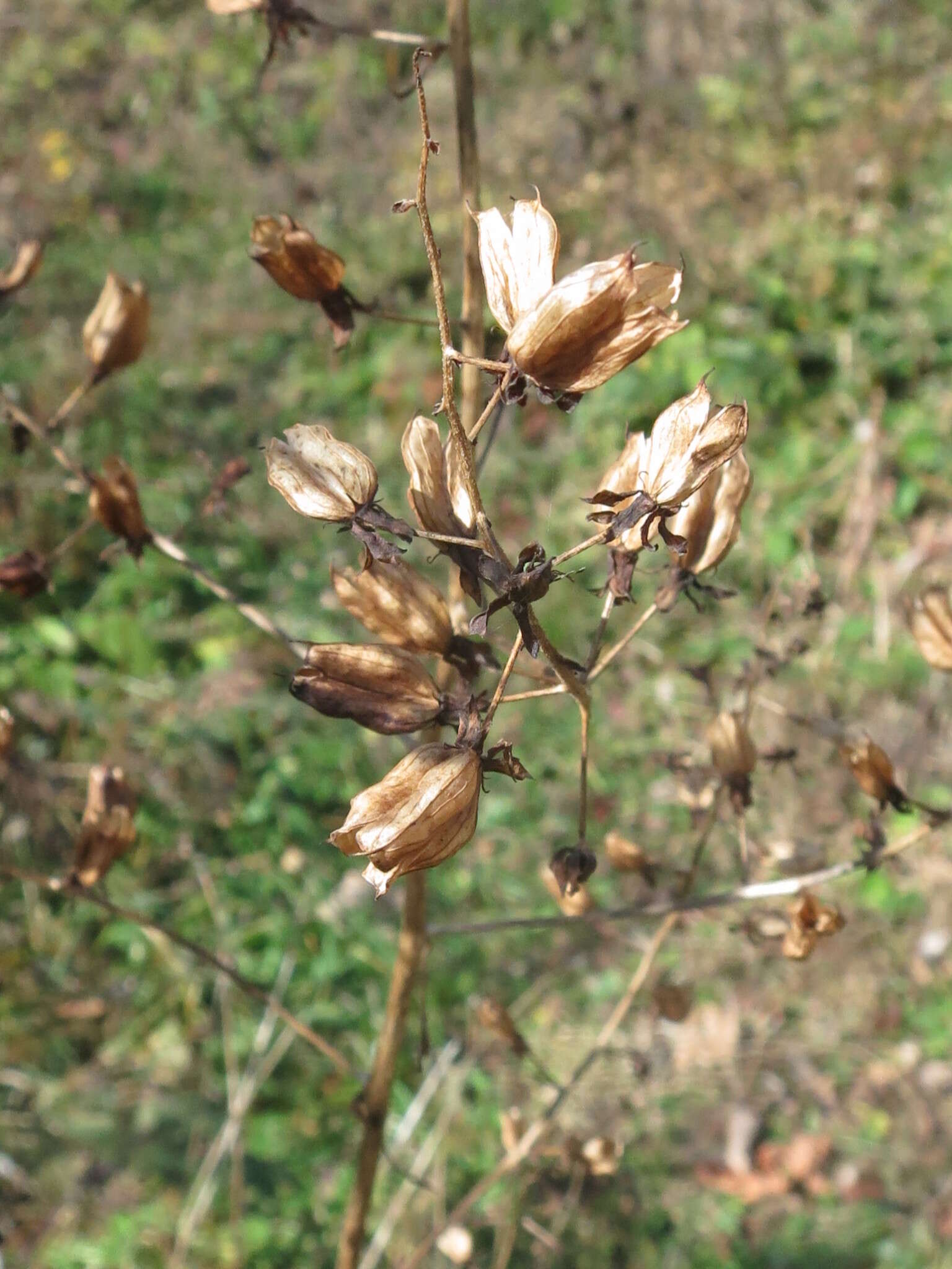 Image of Veratrum maackii Regel