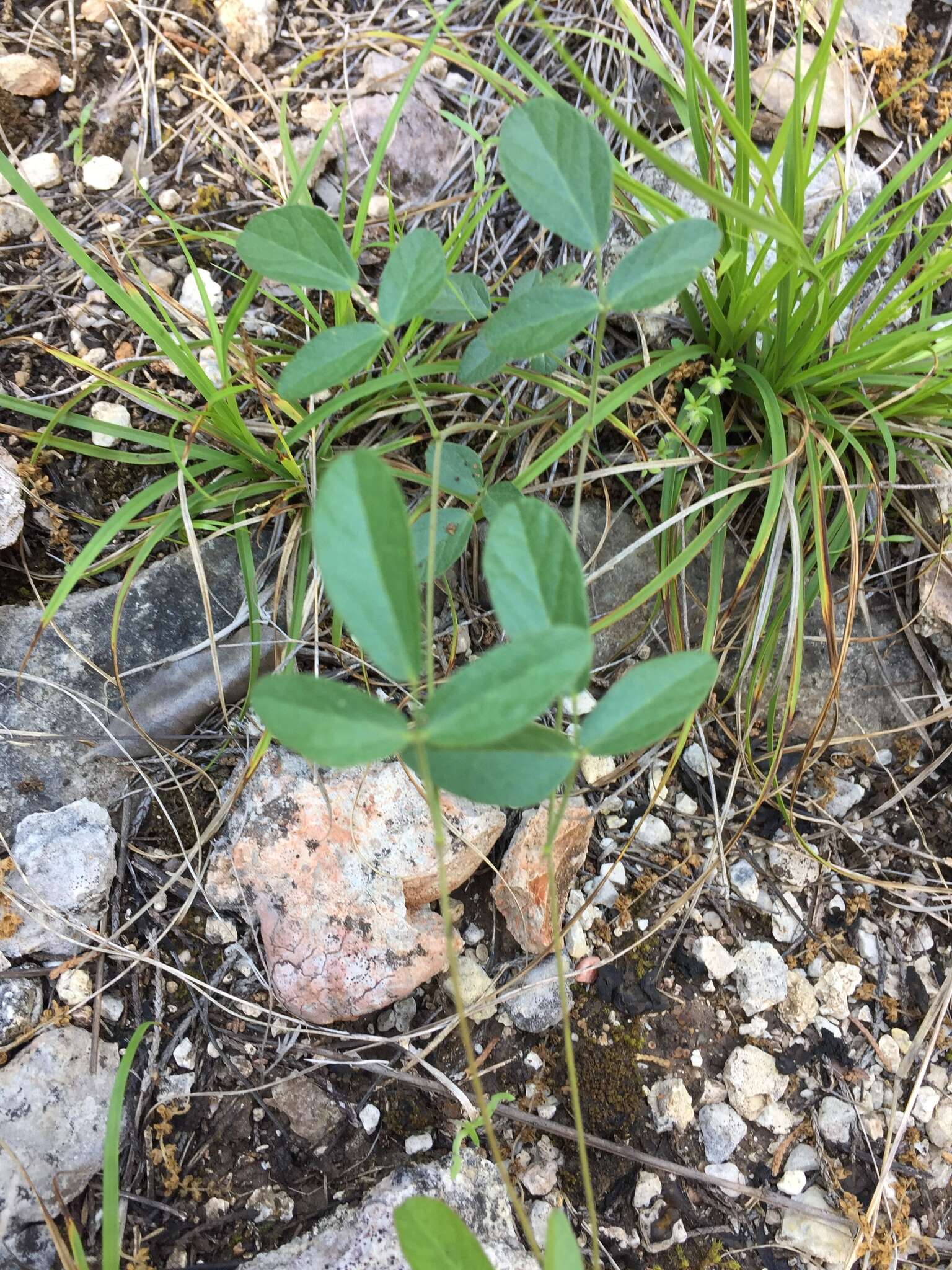 Image of Texas snoutbean