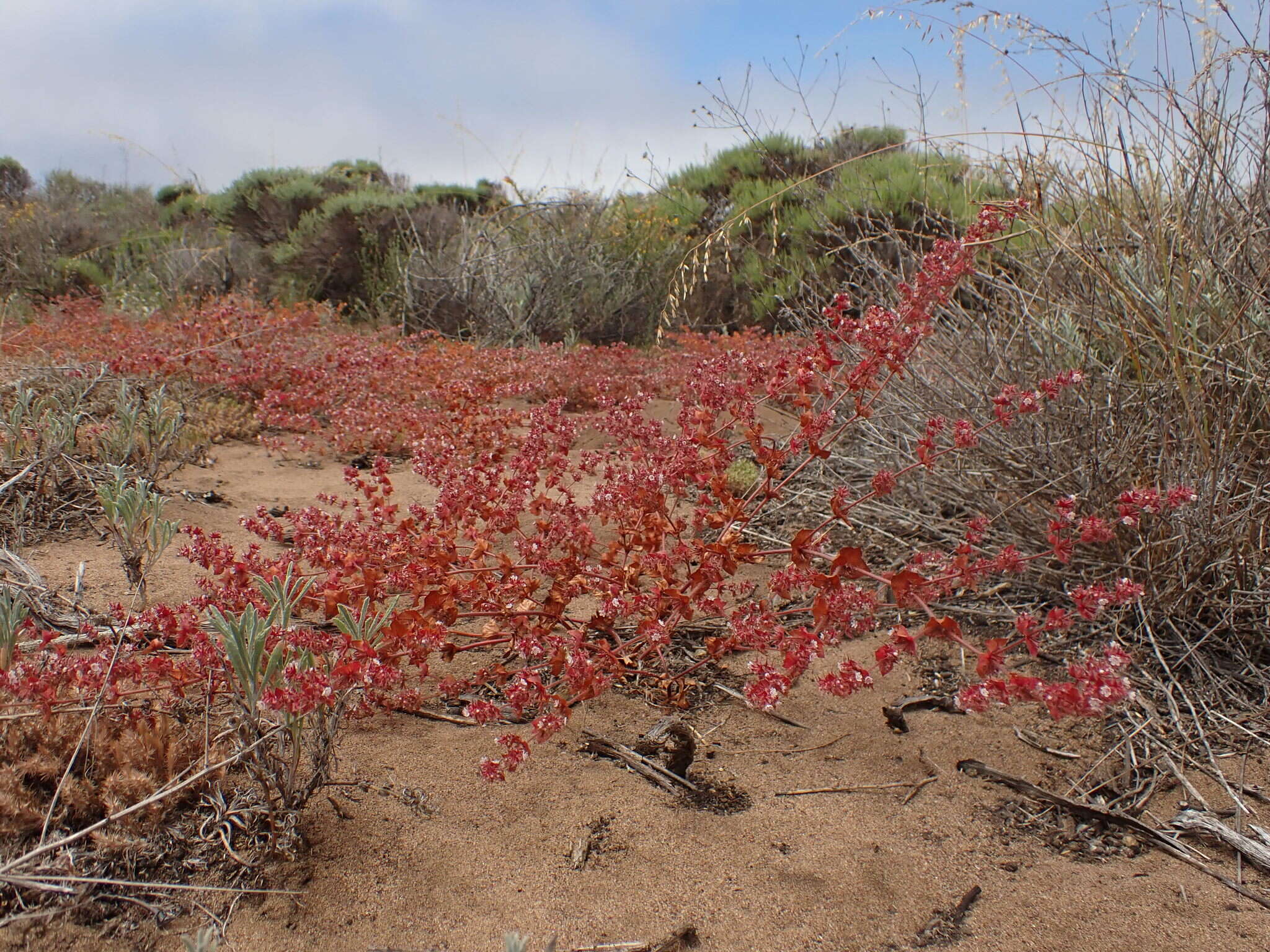 Imagem de Mucronea californica Benth.