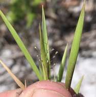 Image of cypress panicgrass