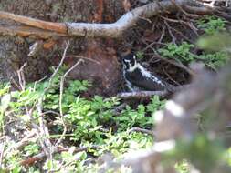 Image of Alpine Three-toed Woodpecker