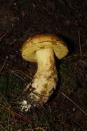 Image of Leccinellum lepidum (H. Bouchet ex Essette) Bresinsky & Manfr. Binder 2003