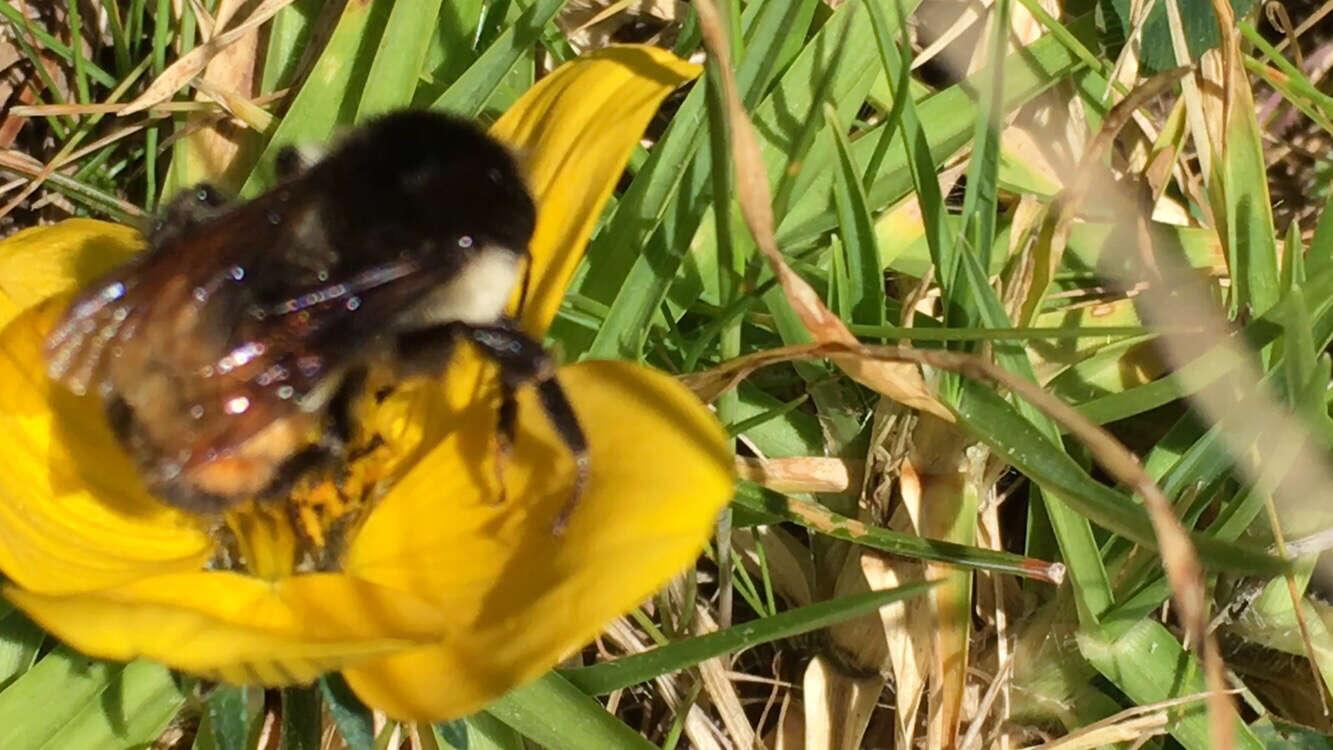 Bombus ephippiatus Say 1837 resmi