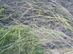 Stipa daghestanica Grossh. resmi