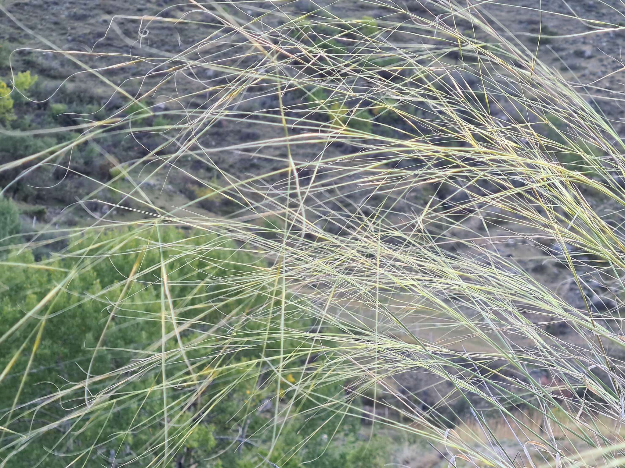 Stipa daghestanica Grossh. resmi