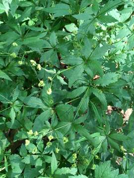 Image of clustered blacksnakeroot