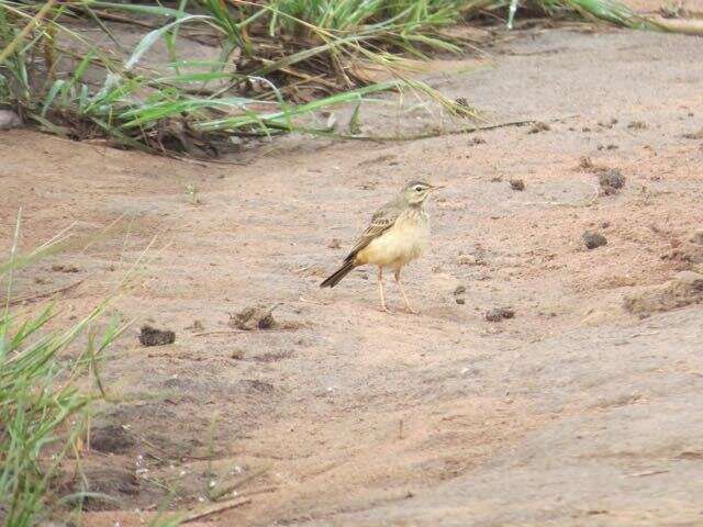 Image of Plain-backed Pipit